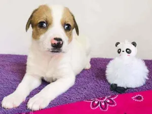 Cachorro raça Srd idade Abaixo de 2 meses nome Dudinha