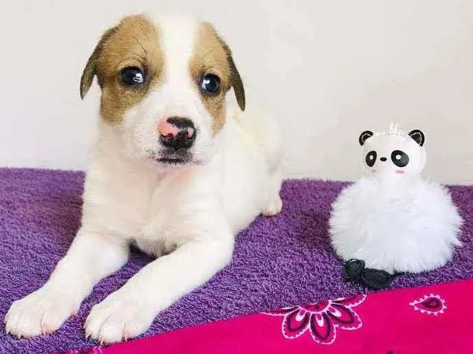 Cachorro ra a Srd idade Abaixo de 2 meses nome Dudinha