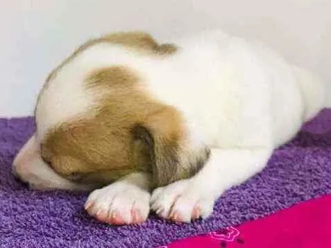 Cachorro ra a Srd idade Abaixo de 2 meses nome Dudinha