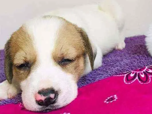 Cachorro ra a Srd idade Abaixo de 2 meses nome Dudinha