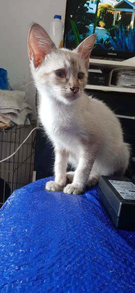 Gato ra a SRD idade 2 a 6 meses nome Pudim