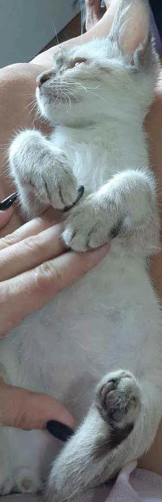 Gato ra a SRD idade 2 a 6 meses nome Pudim