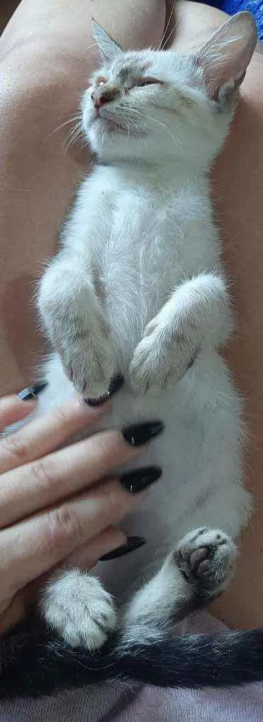 Gato ra a SRD idade 2 a 6 meses nome Pudim