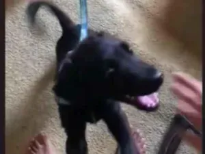 Cachorro raça Labrador idade 7 a 11 meses nome Kael