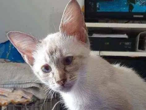 Gato ra a SRD idade 2 a 6 meses nome Pudim