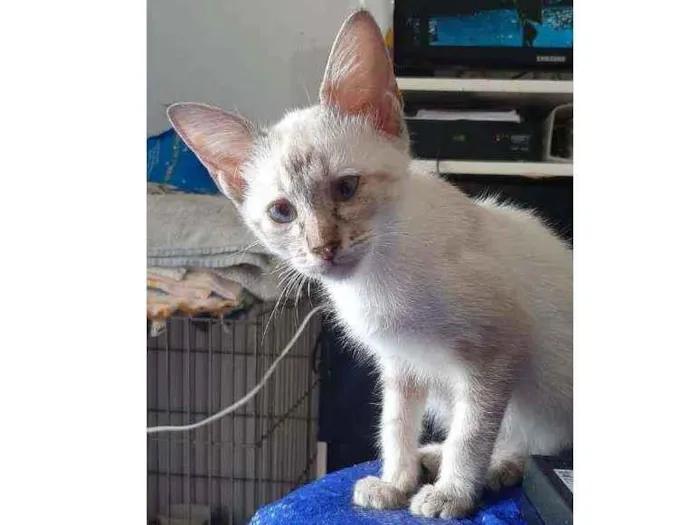 Gato ra a SRD idade 2 a 6 meses nome Pudim
