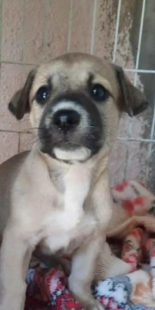 Cachorro ra a SRD idade Abaixo de 2 meses nome Pandora