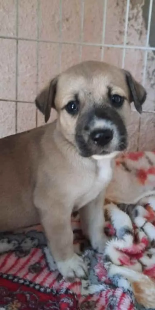 Cachorro ra a SRD idade Abaixo de 2 meses nome Pandora