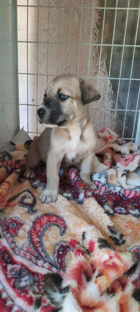 Cachorro ra a SRD idade Abaixo de 2 meses nome Pandora