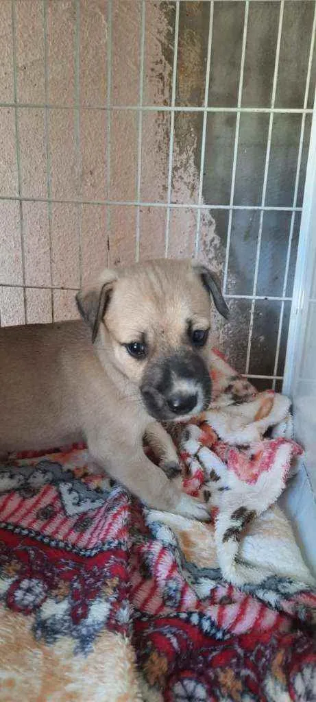 Cachorro ra a SRD idade Abaixo de 2 meses nome Pandora