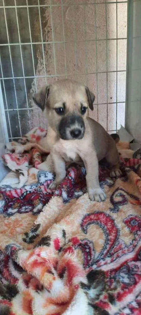 Cachorro ra a SRD idade Abaixo de 2 meses nome Pandora