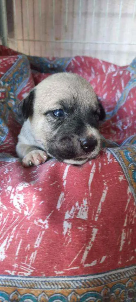 Cachorro ra a SRD idade Abaixo de 2 meses nome Pandora