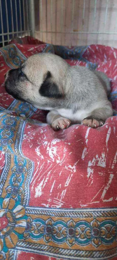 Cachorro ra a SRD idade Abaixo de 2 meses nome Pandora