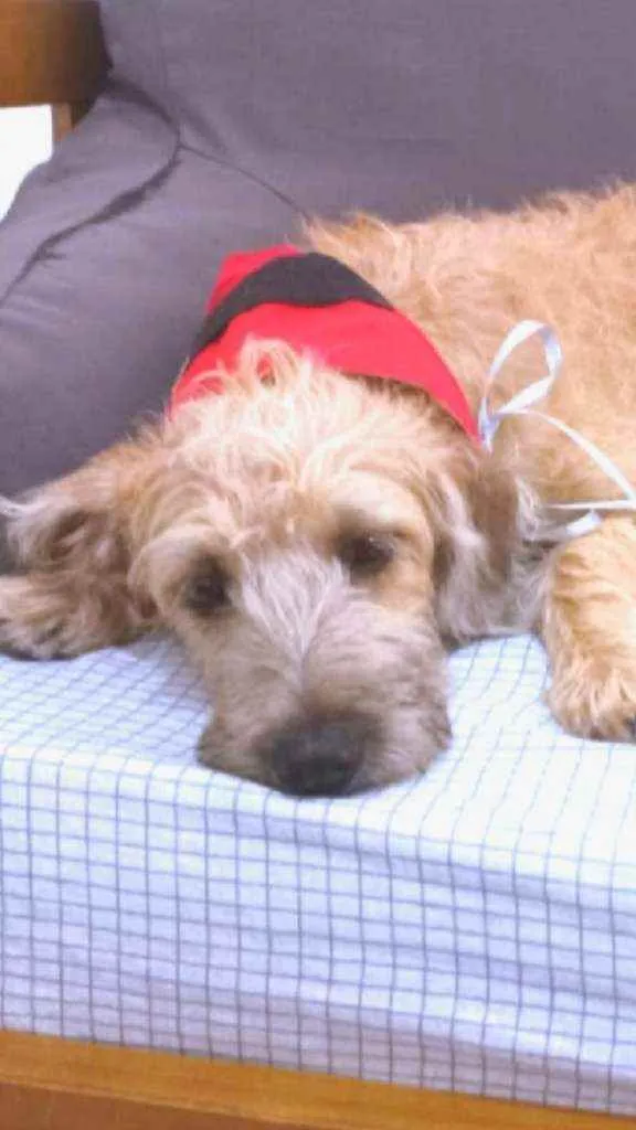 Cachorro raça MESTIÇA DE POODLE idade 7 a 11 meses nome CHICA