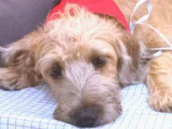 Cachorro raça MESTIÇA DE POODLE idade 7 a 11 meses nome CHICA