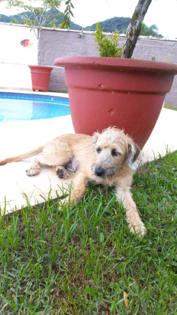 Cachorro raça MESTIÇA DE POODLE idade 7 a 11 meses nome CHICA