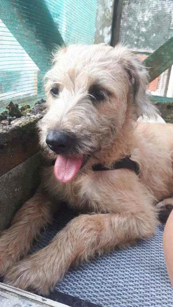 Cachorro raça MESTIÇA DE POODLE idade 7 a 11 meses nome CHICA