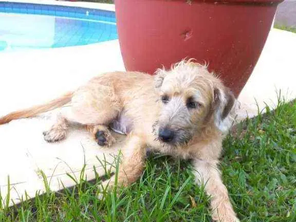 Cachorro raça MESTIÇA DE POODLE idade 7 a 11 meses nome CHICA