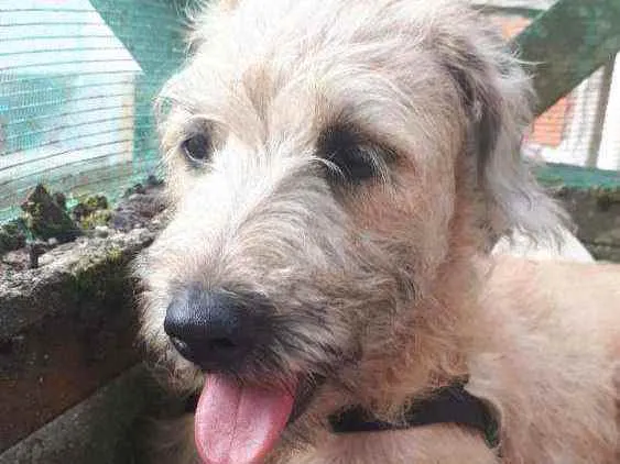 Cachorro raça MESTIÇA DE POODLE idade 7 a 11 meses nome CHICA