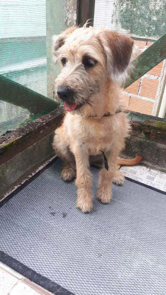 Cachorro raça MESTIÇA DE POODLE idade 7 a 11 meses nome CHICA