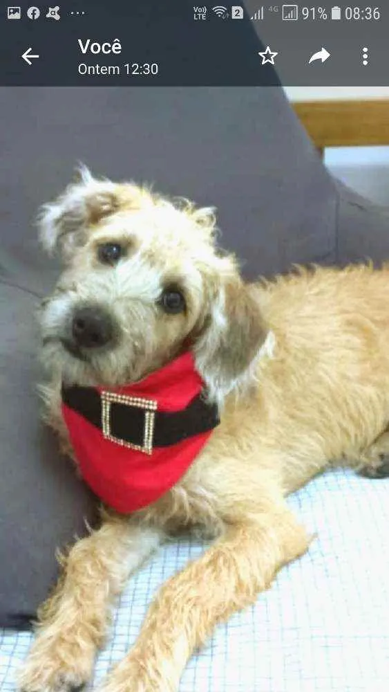 Cachorro raça MESTIÇA DE POODLE idade 7 a 11 meses nome CHICA