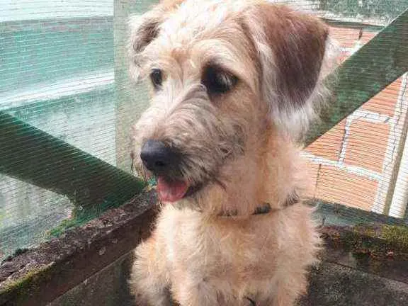 Cachorro raça MESTIÇA DE POODLE idade 7 a 11 meses nome CHICA