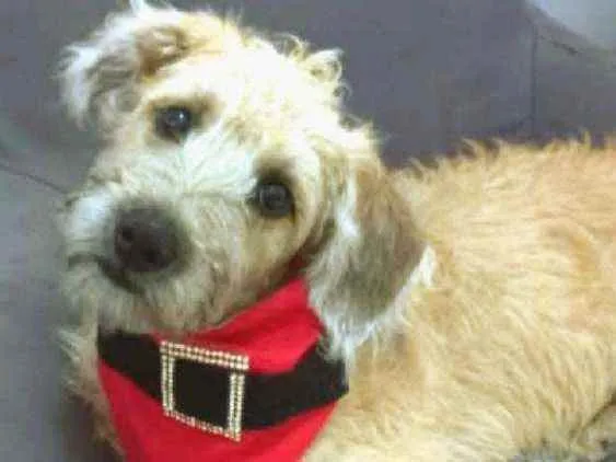 Cachorro raça MESTIÇA DE POODLE idade 7 a 11 meses nome CHICA