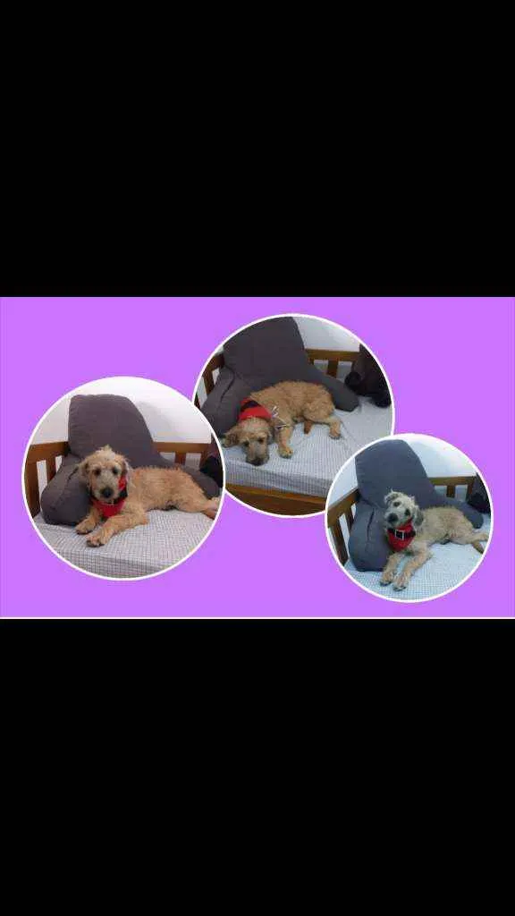 Cachorro raça MESTIÇA DE POODLE idade 7 a 11 meses nome CHICA