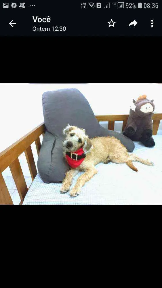 Cachorro raça MESTIÇA DE POODLE idade 7 a 11 meses nome CHICA