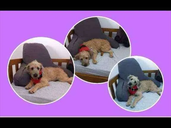 Cachorro raça MESTIÇA DE POODLE idade 7 a 11 meses nome CHICA