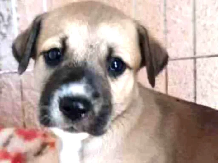 Cachorro ra a SRD idade Abaixo de 2 meses nome Pandora
