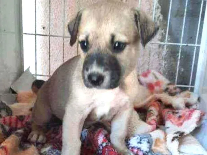 Cachorro ra a SRD idade Abaixo de 2 meses nome Pandora