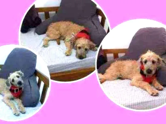 Cachorro raça MESTIÇA DE POODLE idade 7 a 11 meses nome CHICA