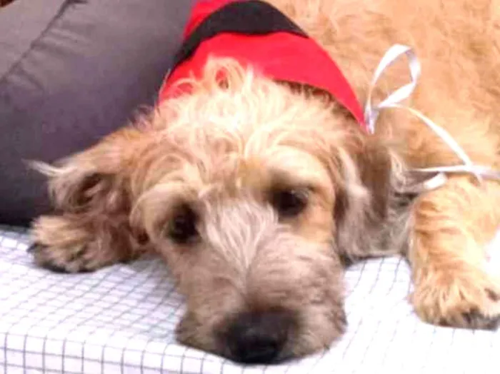 Cachorro raça MESTIÇA DE POODLE idade 7 a 11 meses nome CHICA