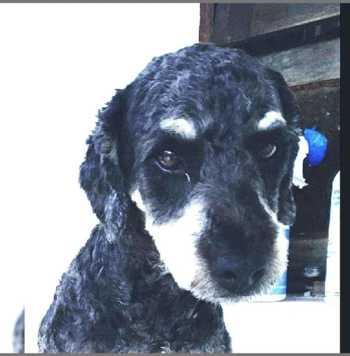 Cachorro raça POODLE idade 1 ano nome PRETA