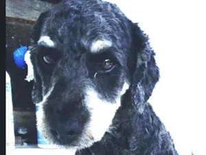 Cachorro raça POODLE idade 1 ano nome PRETA