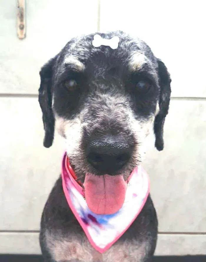 Cachorro raça POODLE idade 1 ano nome PRETA