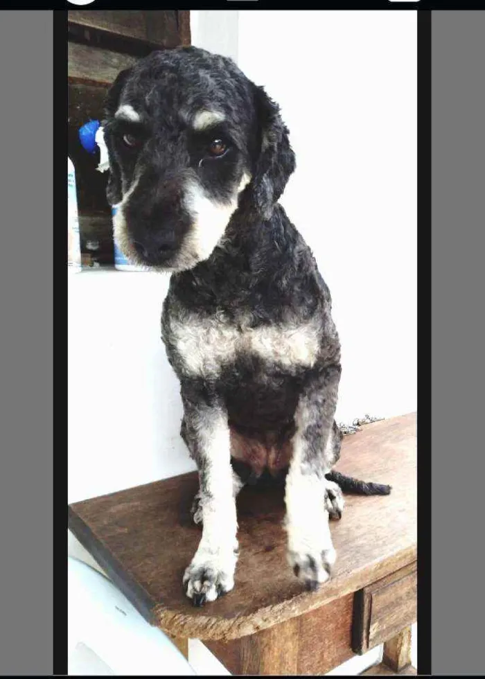 Cachorro raça POODLE idade 1 ano nome PRETA