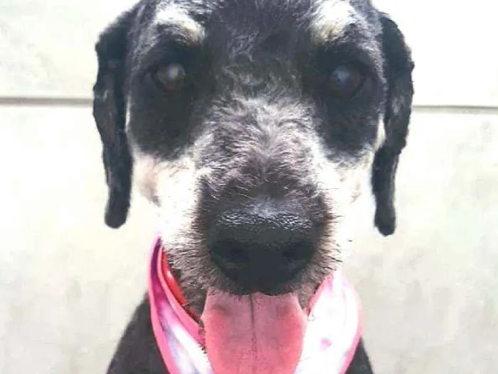 Cachorro raça POODLE idade 1 ano nome PRETA