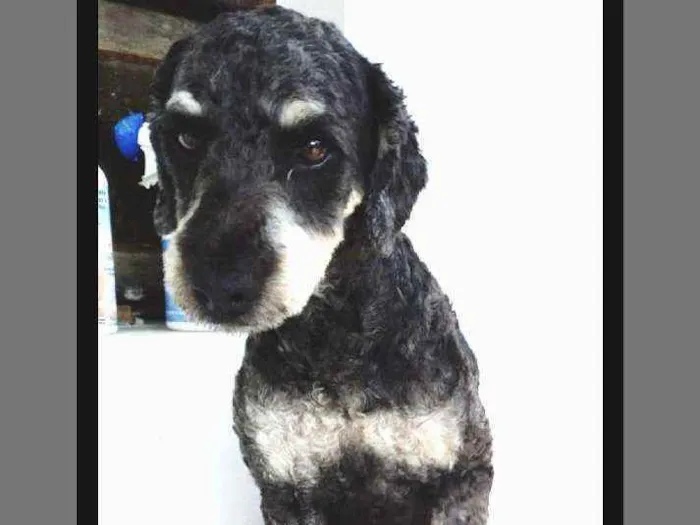 Cachorro raça POODLE idade 1 ano nome PRETA