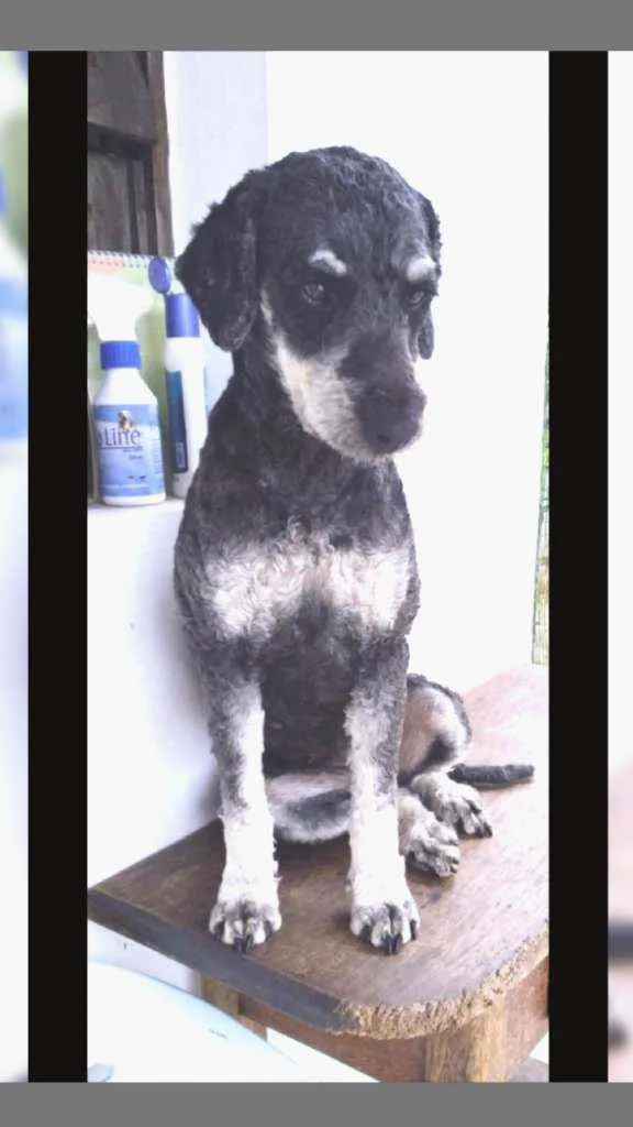 Cachorro raça POODLE idade 1 ano nome PRETA