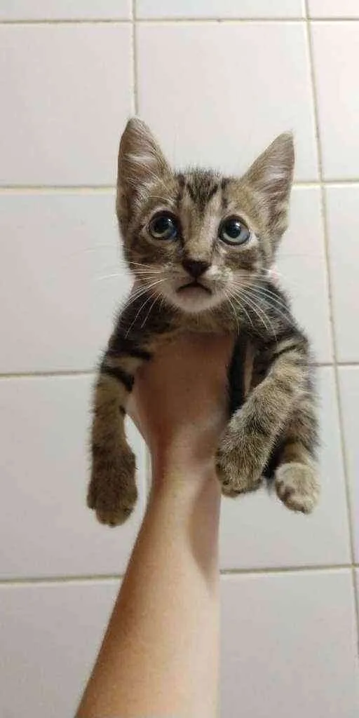 Gato ra a  idade Abaixo de 2 meses nome sem nome