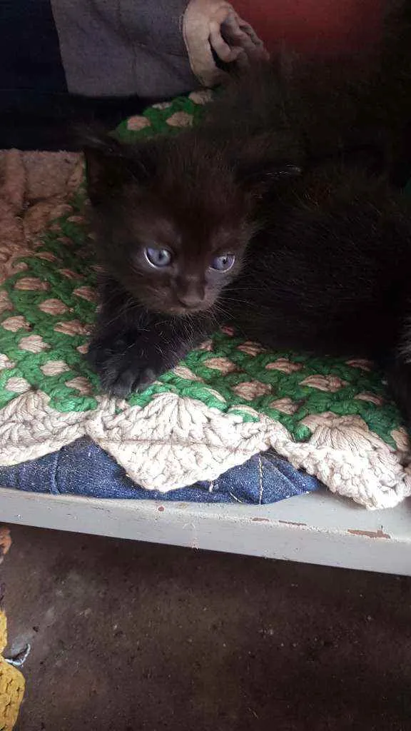 Gato ra a Indefinida idade 2 a 6 meses nome Gatinhos