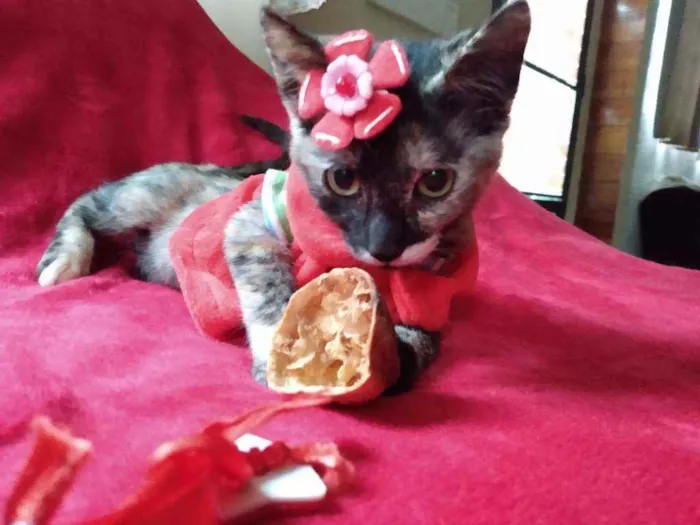 Gato ra a SRD idade 2 a 6 meses nome Muphie