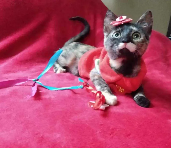 Gato ra a SRD idade 2 a 6 meses nome Muphie