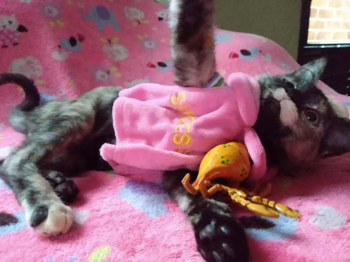 Gato ra a SRD idade 2 a 6 meses nome Muphie