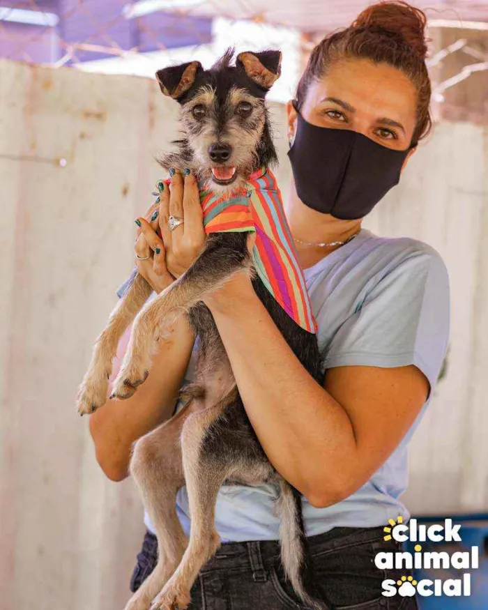 Cachorro ra a SRD idade 1 ano nome Jorel