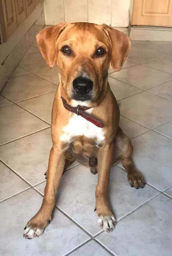 Cachorro raça Srd idade 7 a 11 meses nome Thor