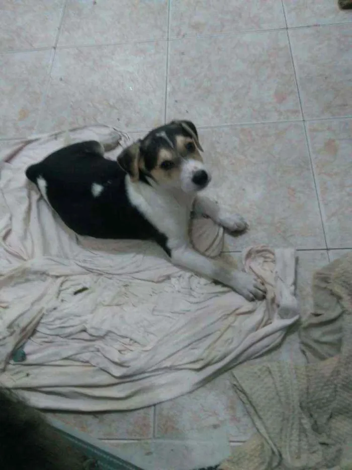Cachorro raça Srd idade 2 a 6 meses nome Boomer