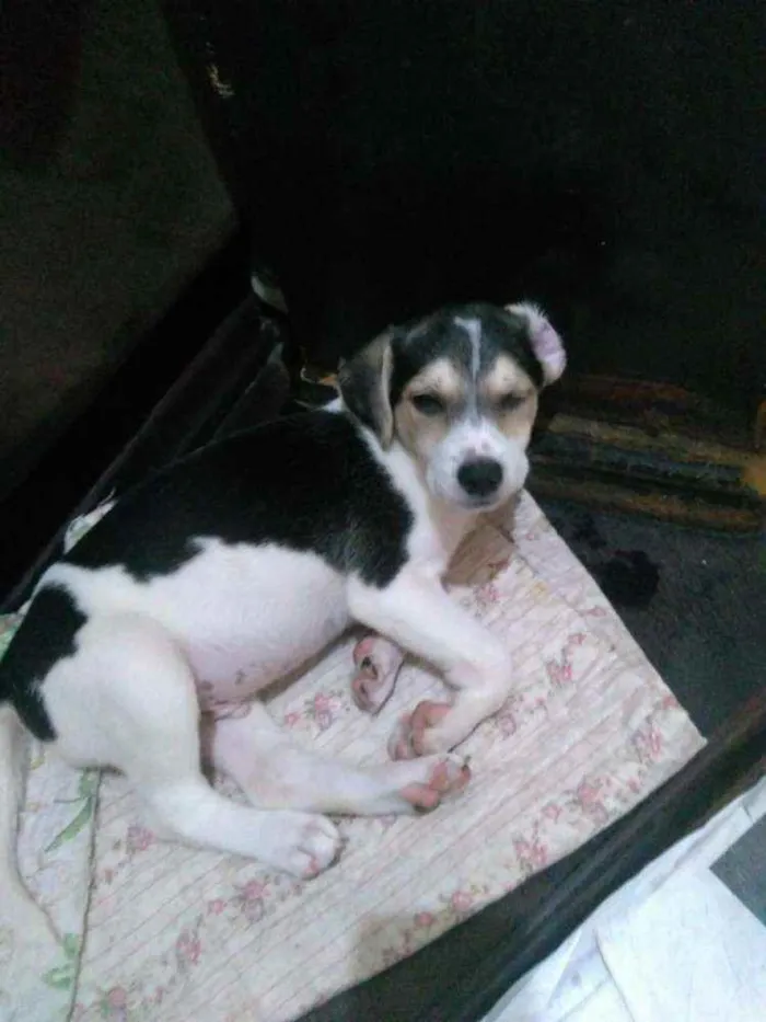 Cachorro raça Srd idade 2 a 6 meses nome Boomer